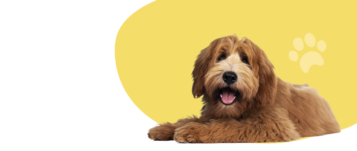 Do You Want An Uninvited Hug On Your Dog Walk Today?