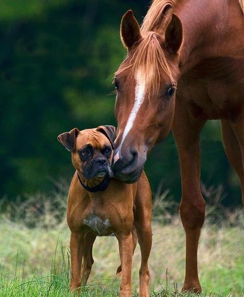 Dog with Horse