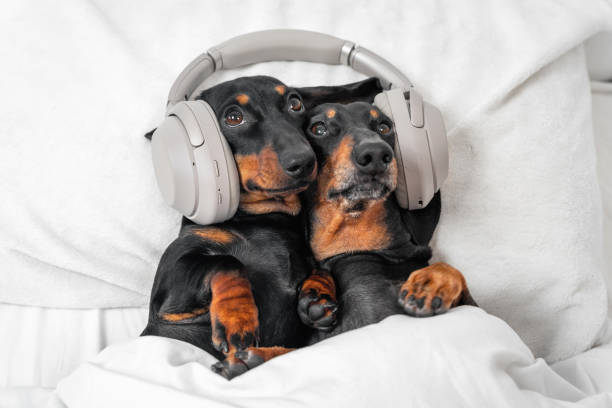 Dog Songs